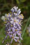 Atlantic camas